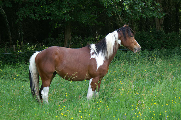 Vasvo Cheval Vasco; encore poulain