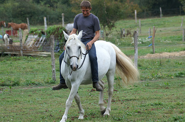 Légèreté cheval Licol ethologique avec Kocéane