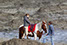 Cours en baie du mont saint michel