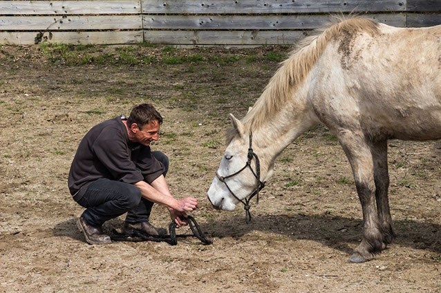 Debourrage jument Debourrage jument
