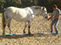 Guidage des pieds du cheval