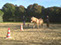 Longues rênes. Stage à Saint Lormel