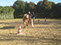 Poney attentif.Stage à Saint Lormel