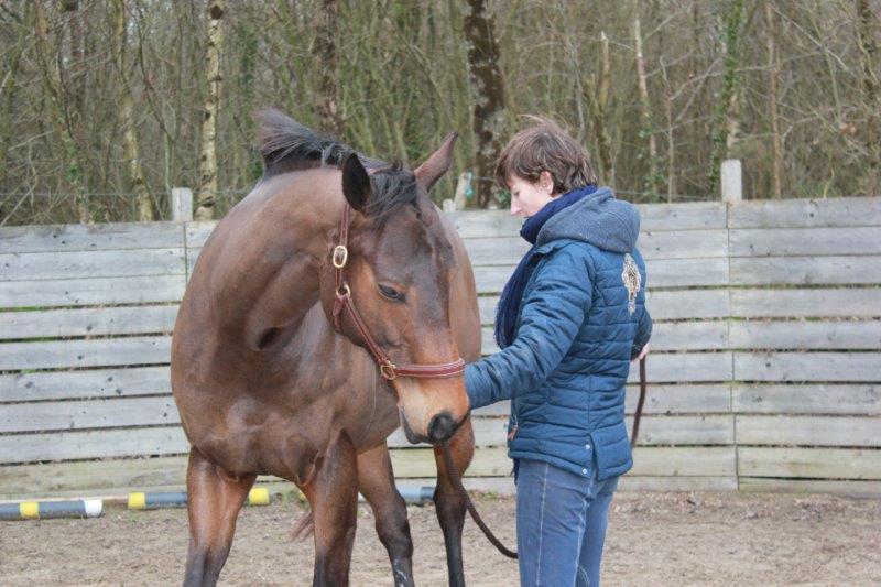 Vasvo Cheval Vasco; encore poulain