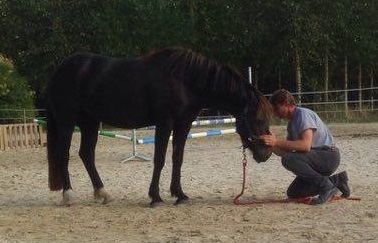 Communication avec le cheval