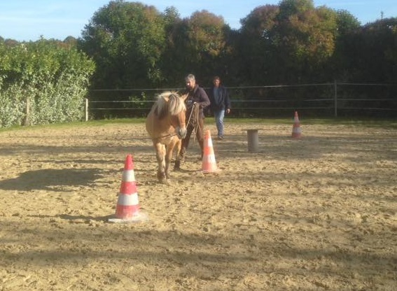 Poney attentif. Stage à Saint Lormel