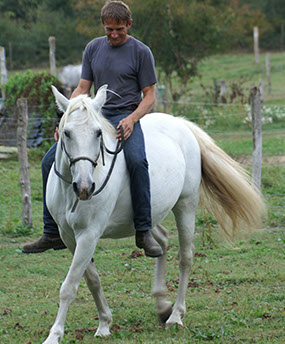 compréhension du cheval