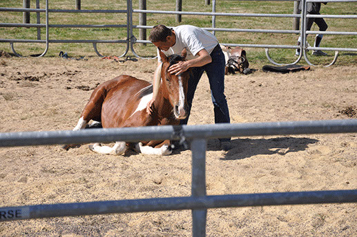 communication cheval