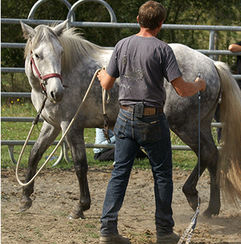 Educateur équin dans un rond de longe
