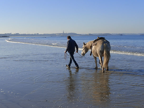 Travail à pied cheval. Saint Malo