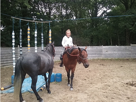 Travail du cheval monté